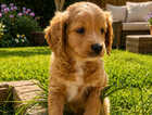 Puppy