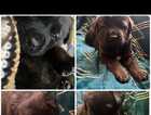Puppy