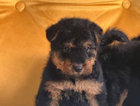 puppy
