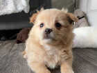 Puppy