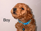 puppy  blue