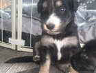 Puppy