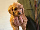 Puppy