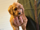puppy
