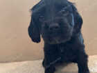 Puppy