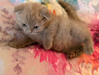 kitten