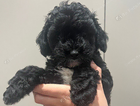 puppy