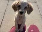 Puppy