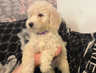 puppy
