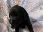 Puppy