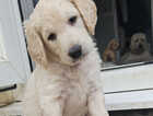 Puppy