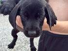 puppy