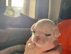 puppy