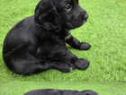 Puppy