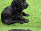 puppy