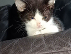 kitten