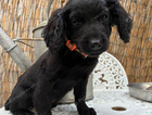 puppy