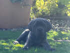 Puppy