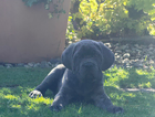 puppy