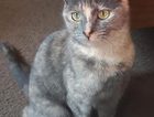 Help me find my missing cat