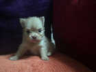 Puppy
