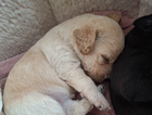 puppy