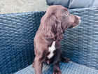 Puppy