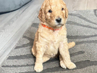 puppy