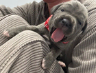 puppy