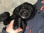Puppy