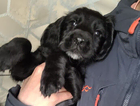 puppy