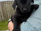 puppy