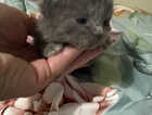 Kitten