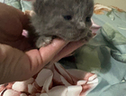 kitten