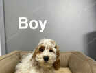 Puppy