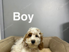 puppy
