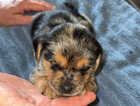 Puppy