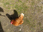 My chicken Primrose is missing