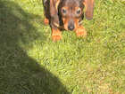 Puppy
