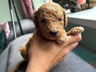 Puppy