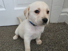 puppy