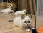 kitten