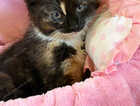 Kitten