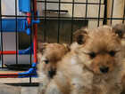 Puppy