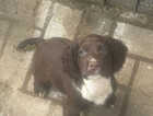 Puppy