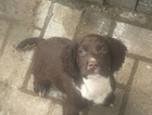 puppy