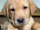 Puppy