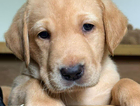 puppy