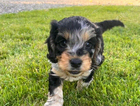 puppy