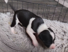 puppy
